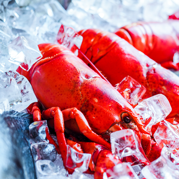 visites gourmandes Quiberon Morbihan